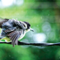 Where do birds hide during heavy rains? 