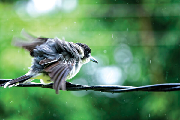 Where Do Birds Hide During Heavy Rains? 