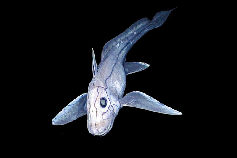 Baby Ghost Shark Discovered - RobinAge