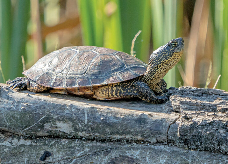 After 25 Years, Steve Irwin’s Turtle Rediscovered - RobinAge