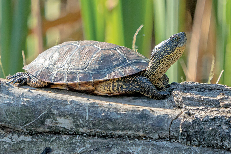 After 25 Years, Steve Irwin’s Turtle Rediscovered - RobinAge