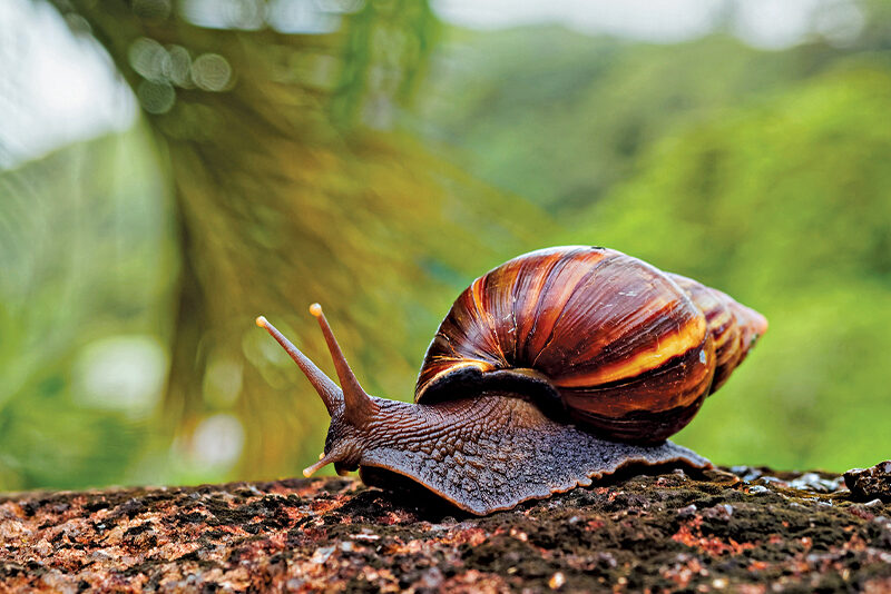 Giant Snail on the Move - RobinAge