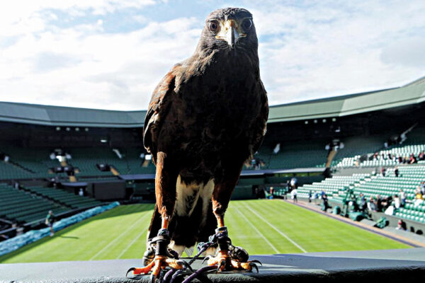 Rufus the Harris’s Hawk