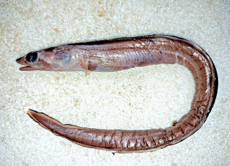 New Eel Species Discovered - RobinAge