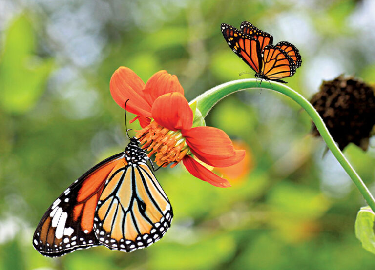 Monarch Butterfly Species Endangered - RobinAge