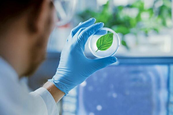 Artificial Leaves That Produce Clean Fuel