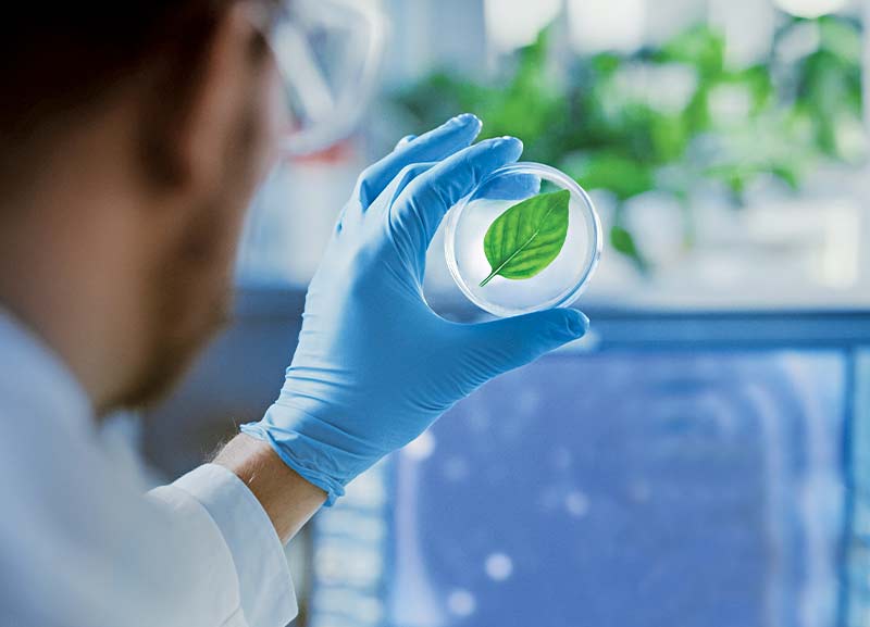 Artificial Leaves That Produce Clean Fuel