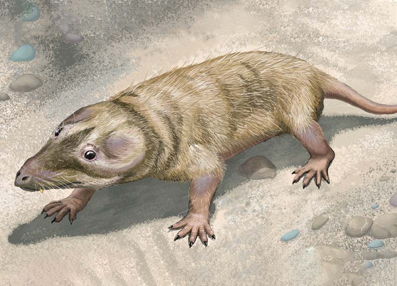 World’s Earliest Known Mammal Identified