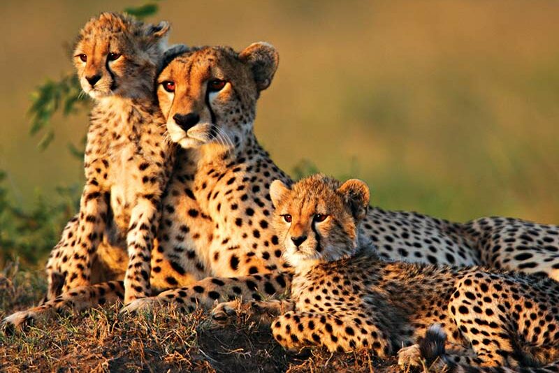 Cheetahs Arrive in India - RobinAge