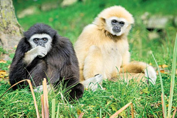 Gibbon Species Going Extinct in the Wild