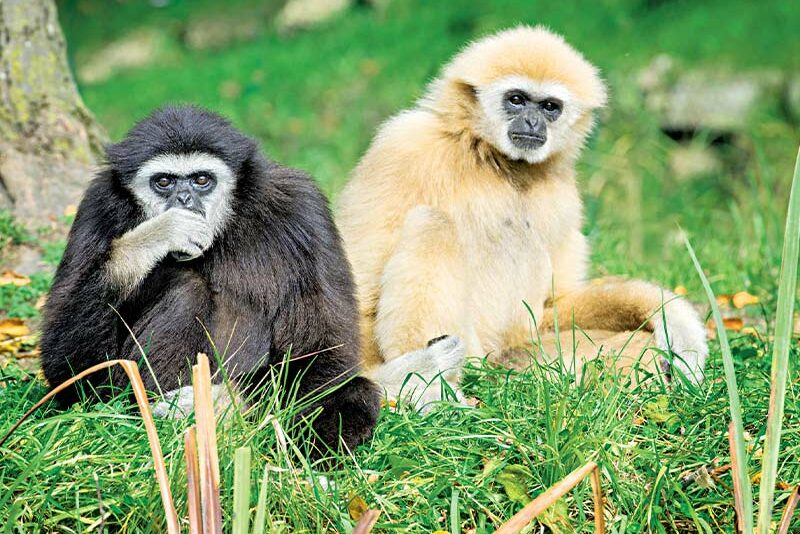 Gibbon Species Going Extinct in the Wild - RobinAge