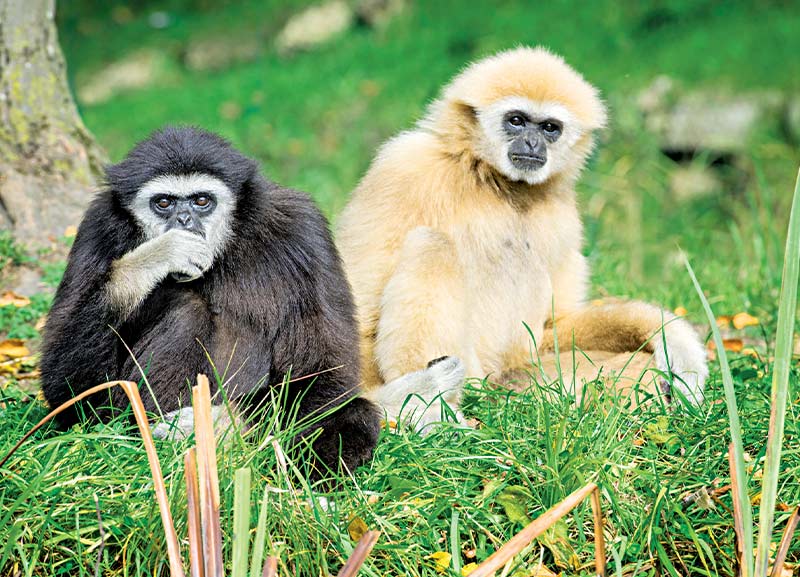 Gibbon Species Going Extinct in the Wild