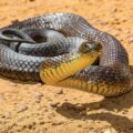 Three New Species of Snakes Discovered -Environment News for Kids