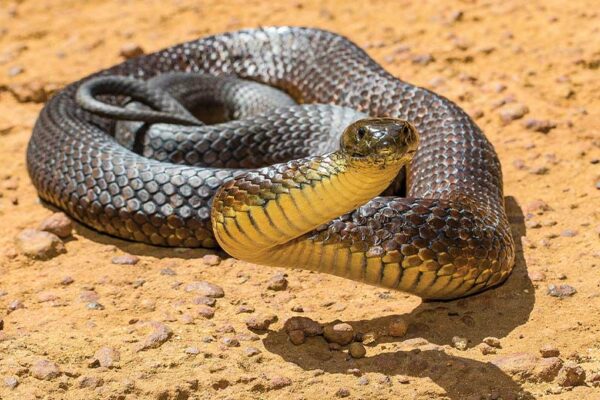 Three New Species of Snakes Discovered 