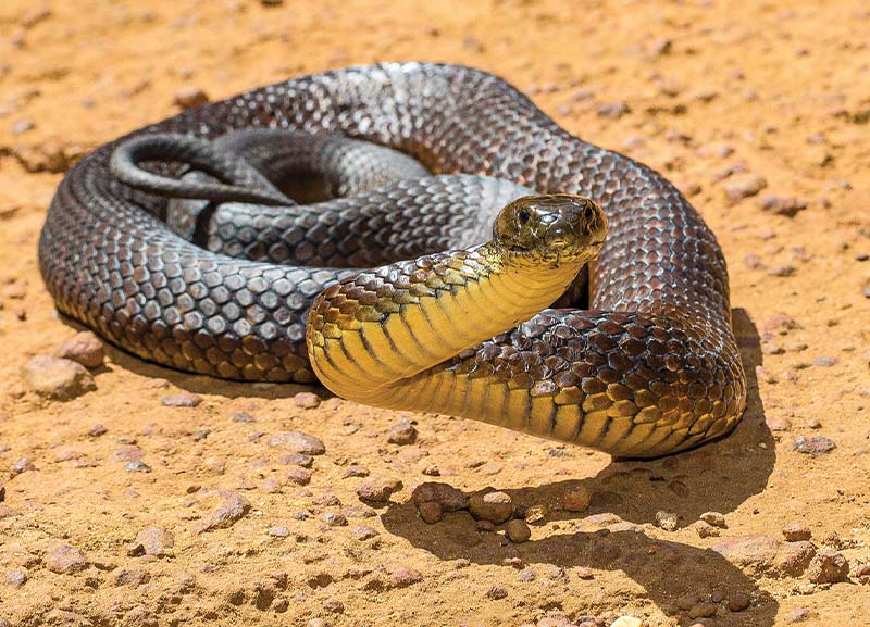 Three New Species of Snakes Discovered 
