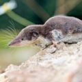 White-toothed Shrew Discovered - Environment News for Kids
