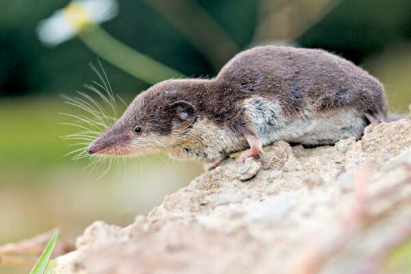 Greater White-toothed Shrew Discovered 