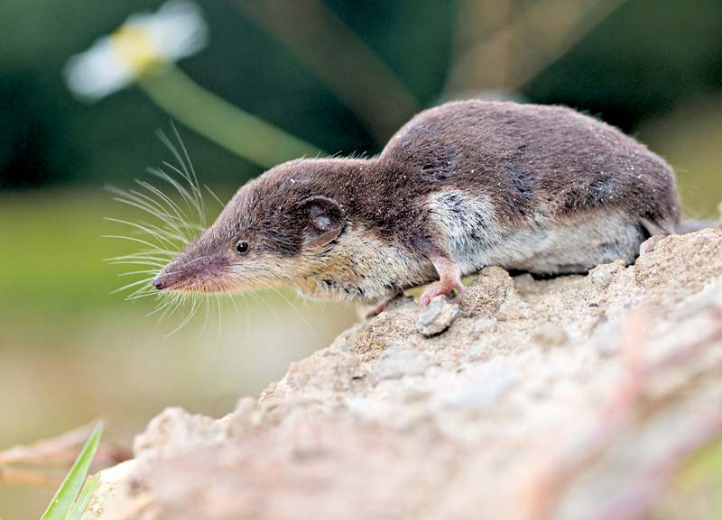 Greater White-toothed Shrew Discovered 