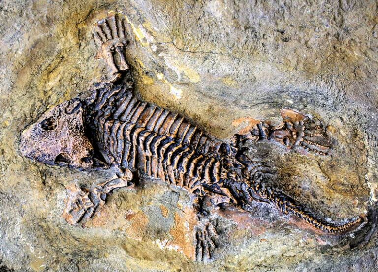 Ancient Lizard Skeleton Discovered - RobinAge