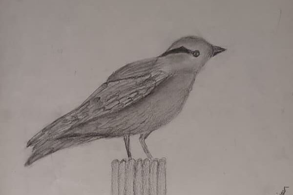 Bird Sketch