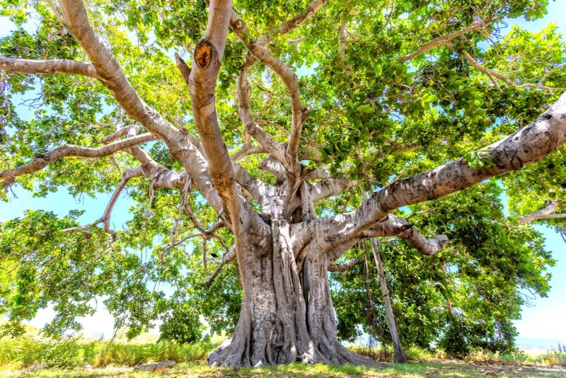 One World Mythology: Tree Worship - RobinAge