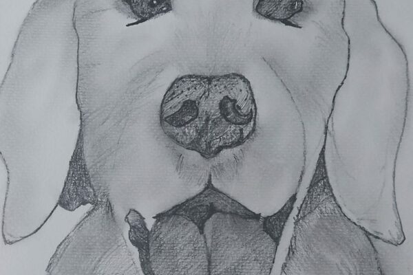 Love for Dogs