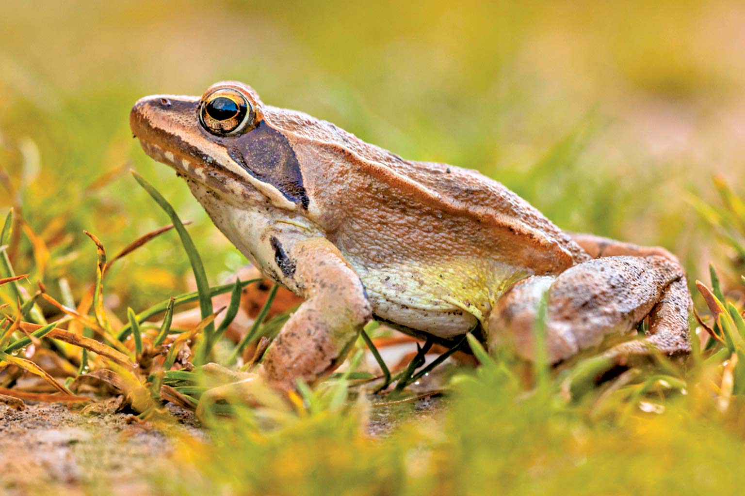 Soundless Frog Species Found - RobinAge