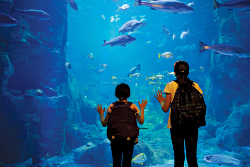 Hyderabad’s Underwater Tunnel Aquarium - RobinAge