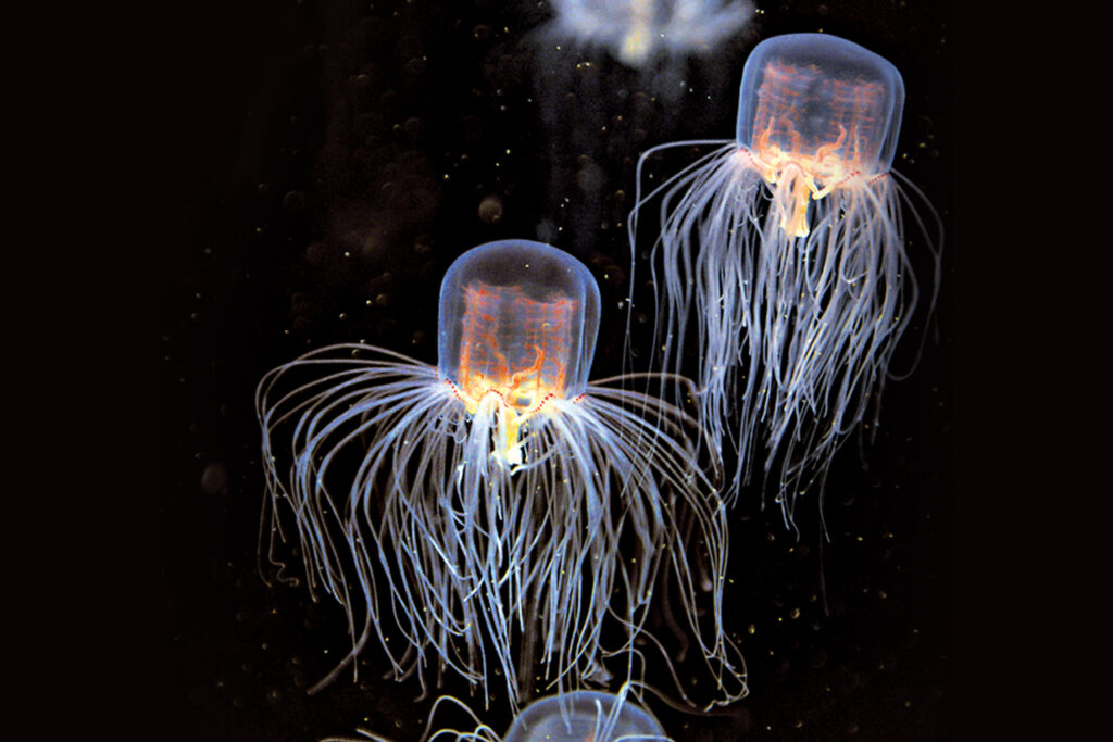 New Jellyfish Species Found RobinAge