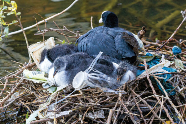 Anthropogenic Materials in Birds’ Nests