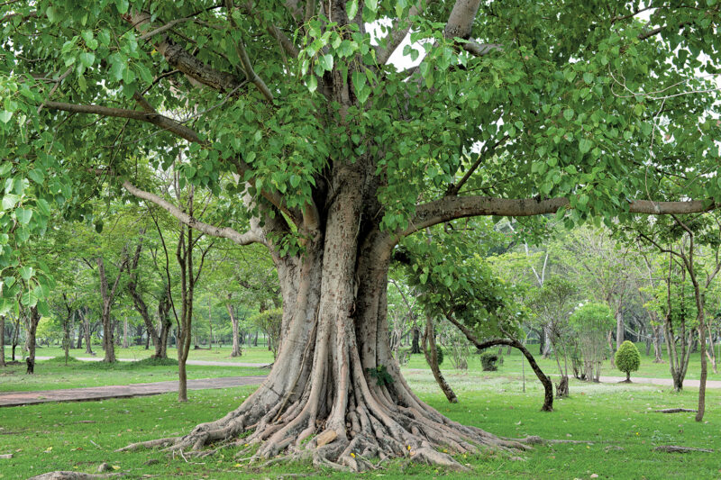 Beautification of Heritage Trees 
