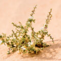 New Plant Species Discovered in Kutch - News for Kids