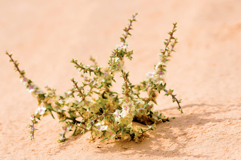New Plant Species Discovered in Kutch