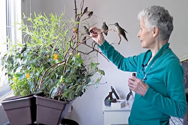 Mexican Woman Cares for Injured Hummingbirds in Apartment