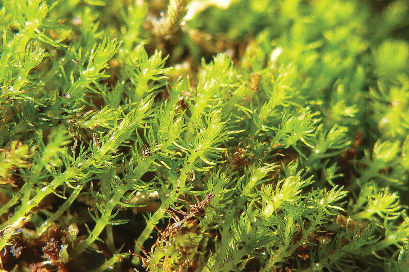Oldest Moss in the World Threatened