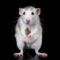 Rats’ Ability to Imagine - News for Kids