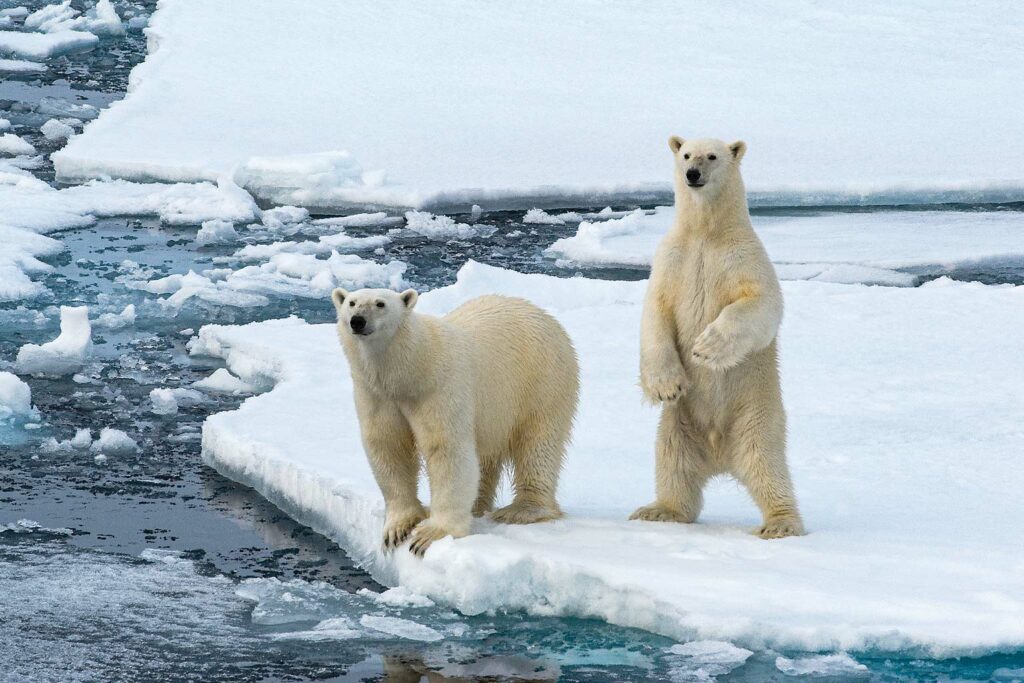 Climate Change Affecting Polar Bears - RobinAge