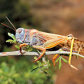 India Helps Afghanistan Fight Locusts - News for Kids