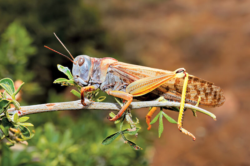 India Helps Afghanistan Fight Locusts 
