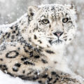 India’s Snow Leopard Population - News for Kids
