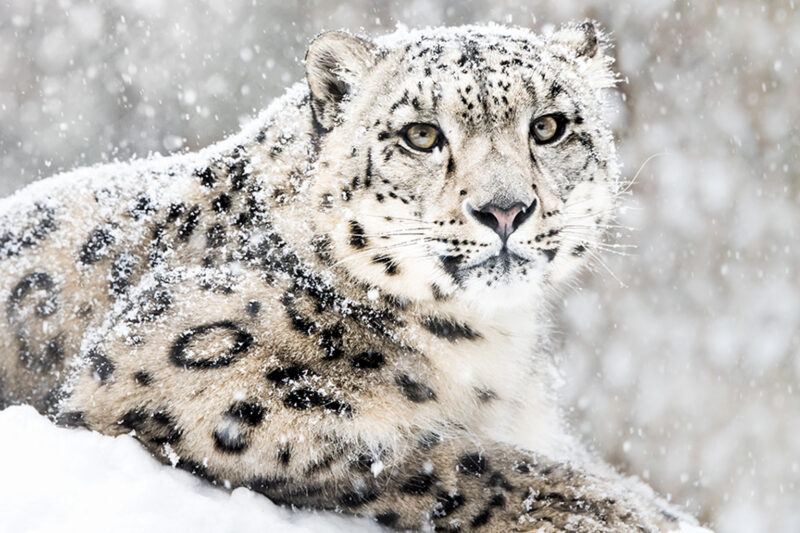 India’s Snow Leopard Population 