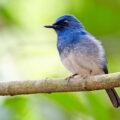 India Shines in Global Bird Count - News for Kids