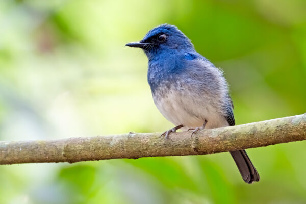 India Shines in Global Bird Count 