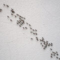 How do ants walk on walls? 
