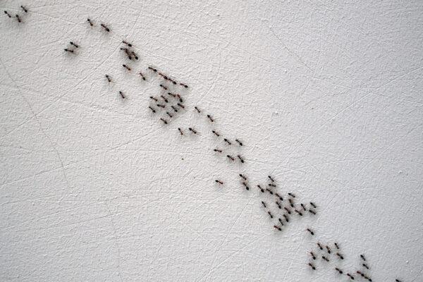 How Do Ants Walk on Walls? 