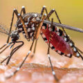 Forecasting Dengue Outbreaks 