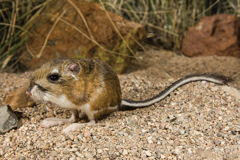 How Do Desert Animals Get Their Water? 