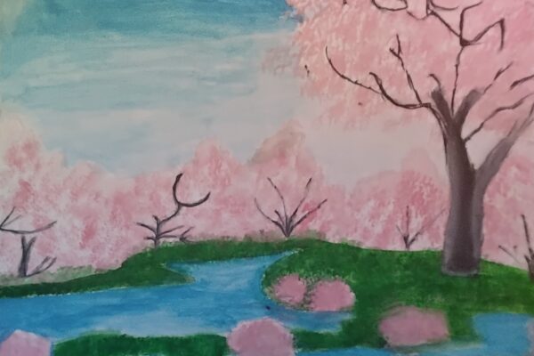 Beauty of Cherry Blossom