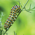 Caterpillars Sense Predators’ Electrostatic Fields 
