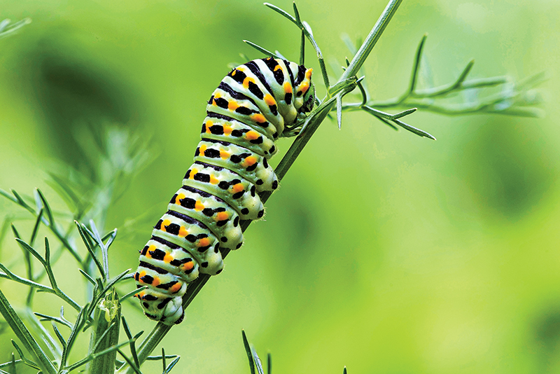 Caterpillars Sense Predators’ Electrostatic Fields 